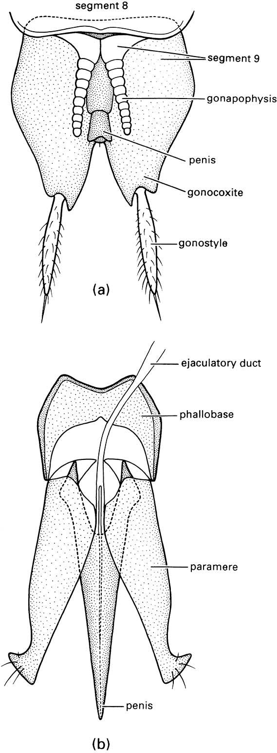 Male external genitalia.