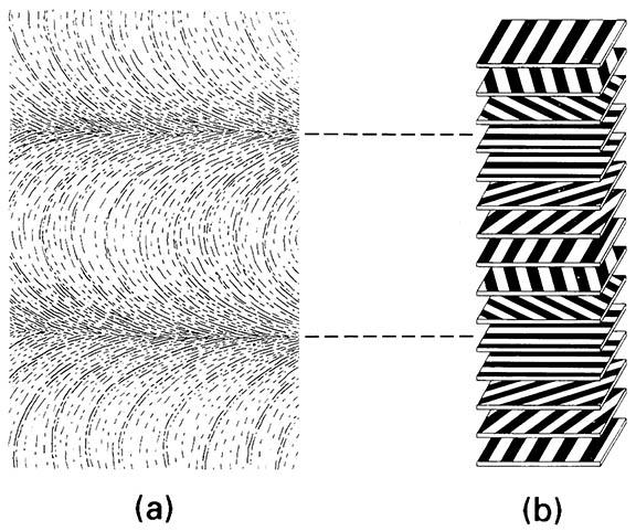 The ultrastructure of cuticle (from a transmission electron micrograph).