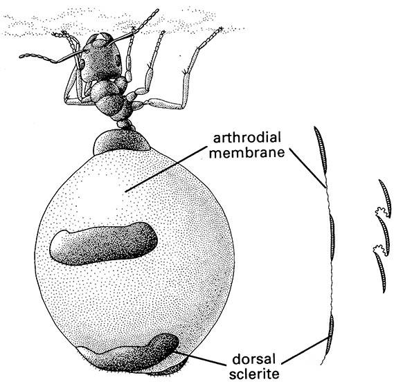 A specialized worker, or replete, of the honeypot ant, Camponotus inflatus (Hymenoptera: Formicidae), which holds honey in its distensible abdomen and acts as a food store for the colony.