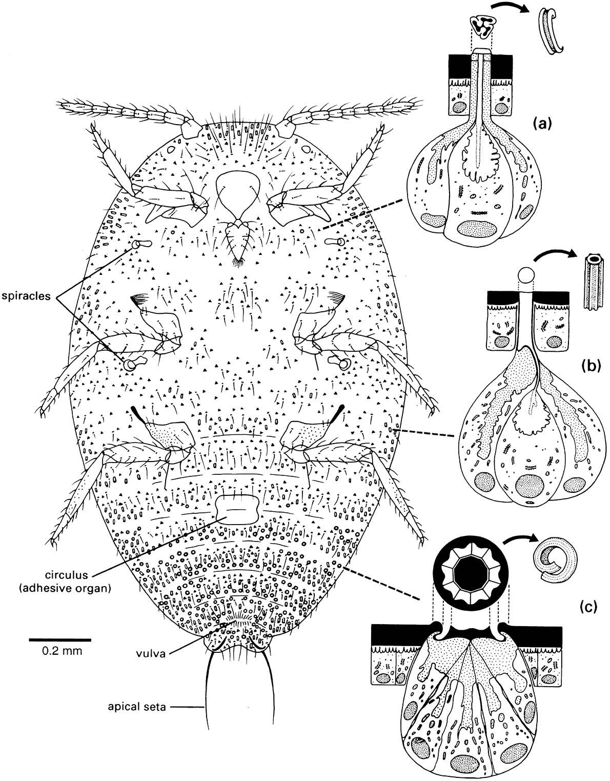 The cuticular pores and ducts on the venter of an adult female of the citrus mealybug, Planococcus citri (Hemiptera: Pseudococcidae).