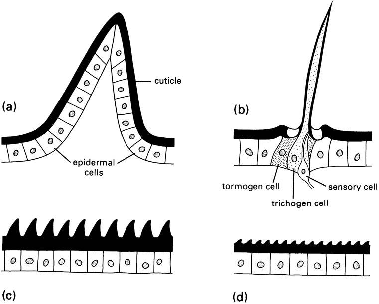 The four basic types of cuticular protuberances: (a) a multicellular spine; (b) a seta, or trichoid sensillum; (c) acanthae; and (d) microtrichia.