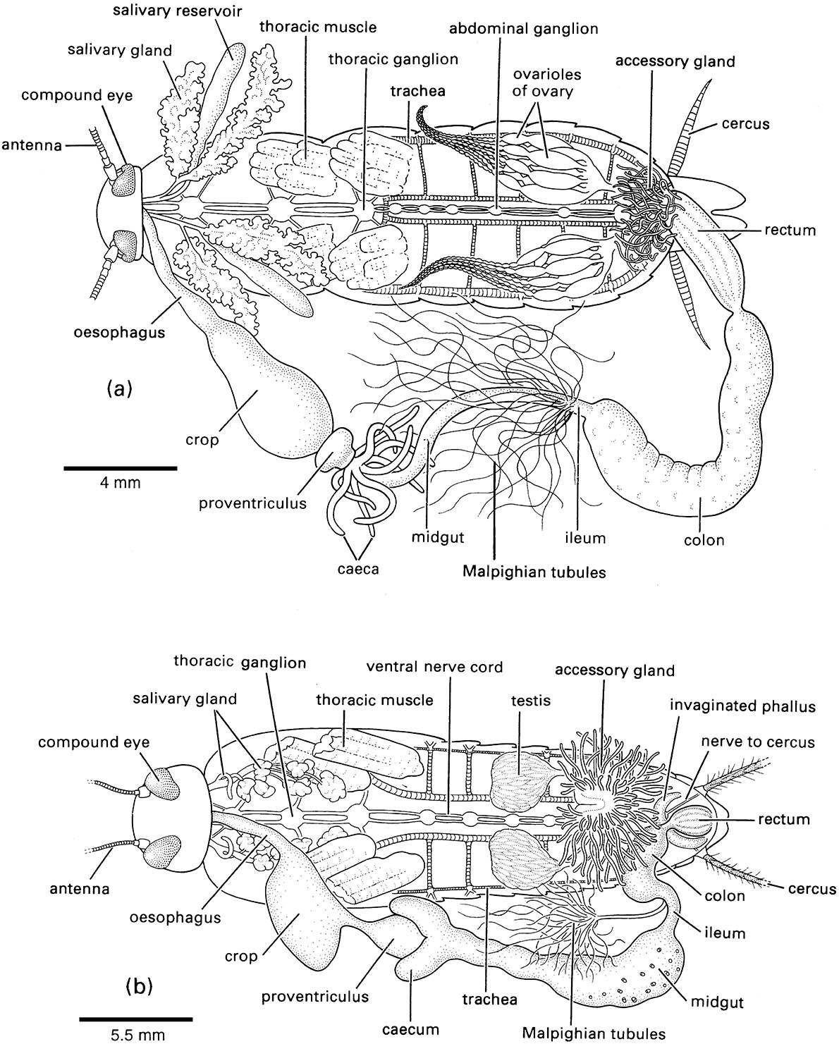 Dissections of (a) a female American cockroach, Periplaneta americana (Blattodea: Blattidae), and (b) a male black field cricket, Teleogryllus commodus (Orthoptera: Gryllidae).