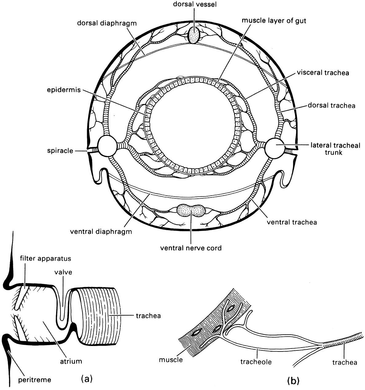 Schematic diagram of a generalized tracheal system seen in a transverse section of the body at the level of a pair of abdominal spiracles.