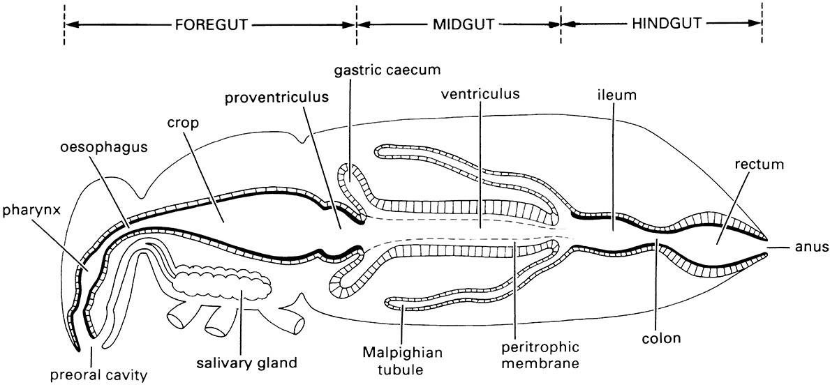 Preoral and anterior foregut morphology in (a) a generalized orthopteroid insect and (b) a xylem-feeding cicada.