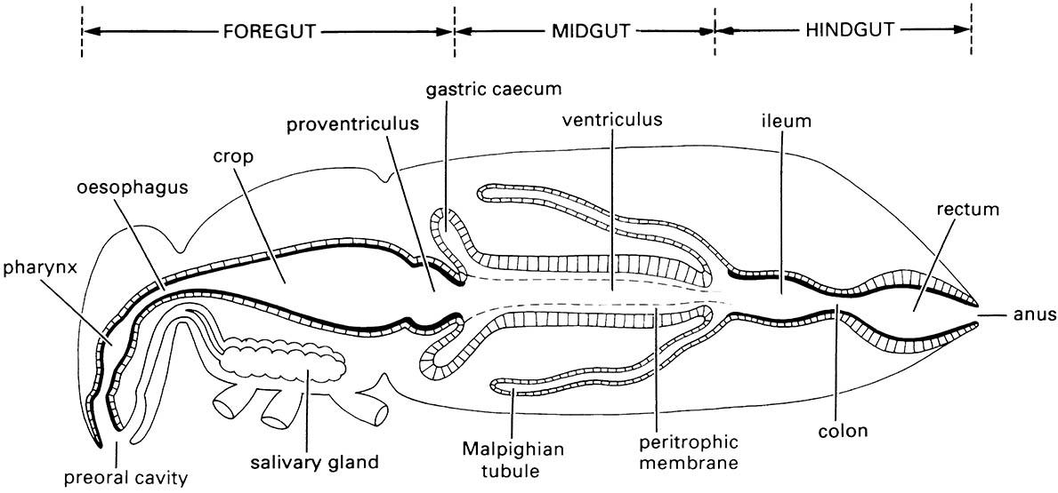 Preoral and anterior foregut morphology in (a) a generalized orthopteroid insect and (b) a xylem-feeding cicada.