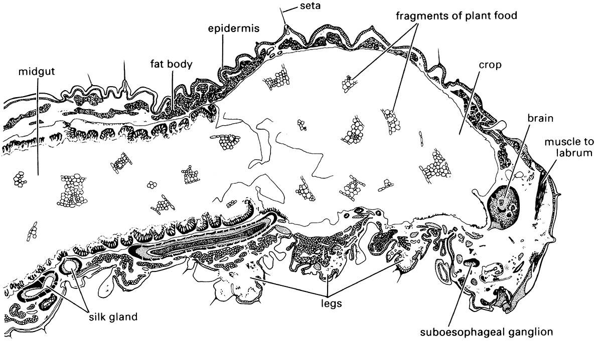 Longitudinal section through the anterior body of a caterpillar of the cabbage white butterfly, Pieris rapae (Lepidoptera: Pieridae).