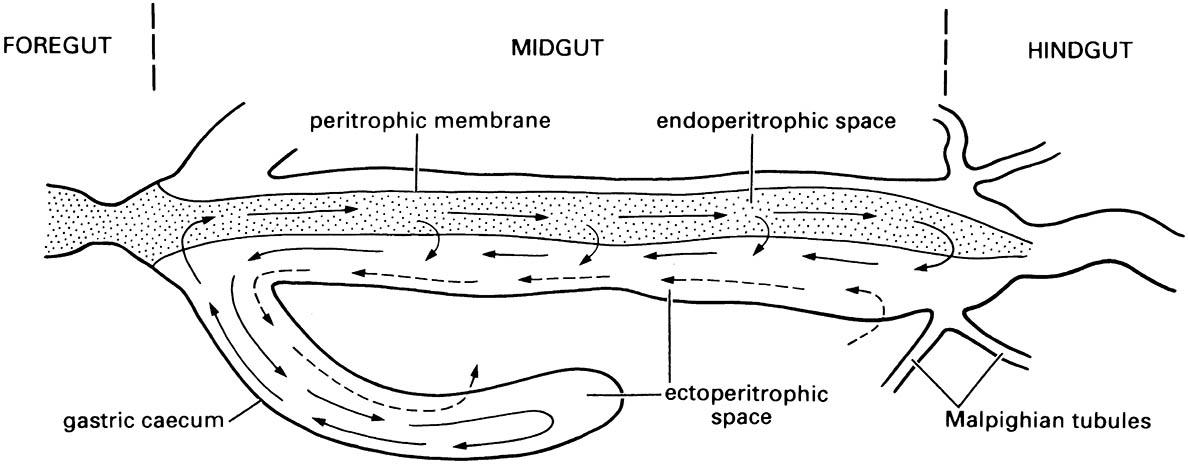 Generalized scheme of the endo-ectoperitrophic circulation of digestive enzymes in the midgut.