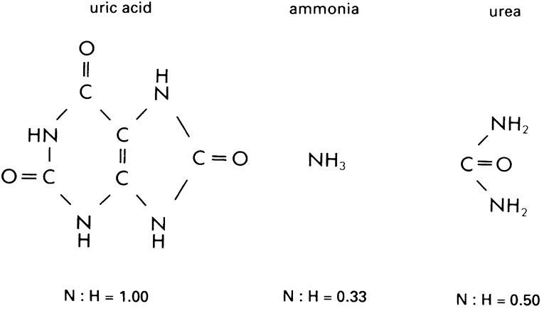 Molecules of the three common nitrogenous excretory products.