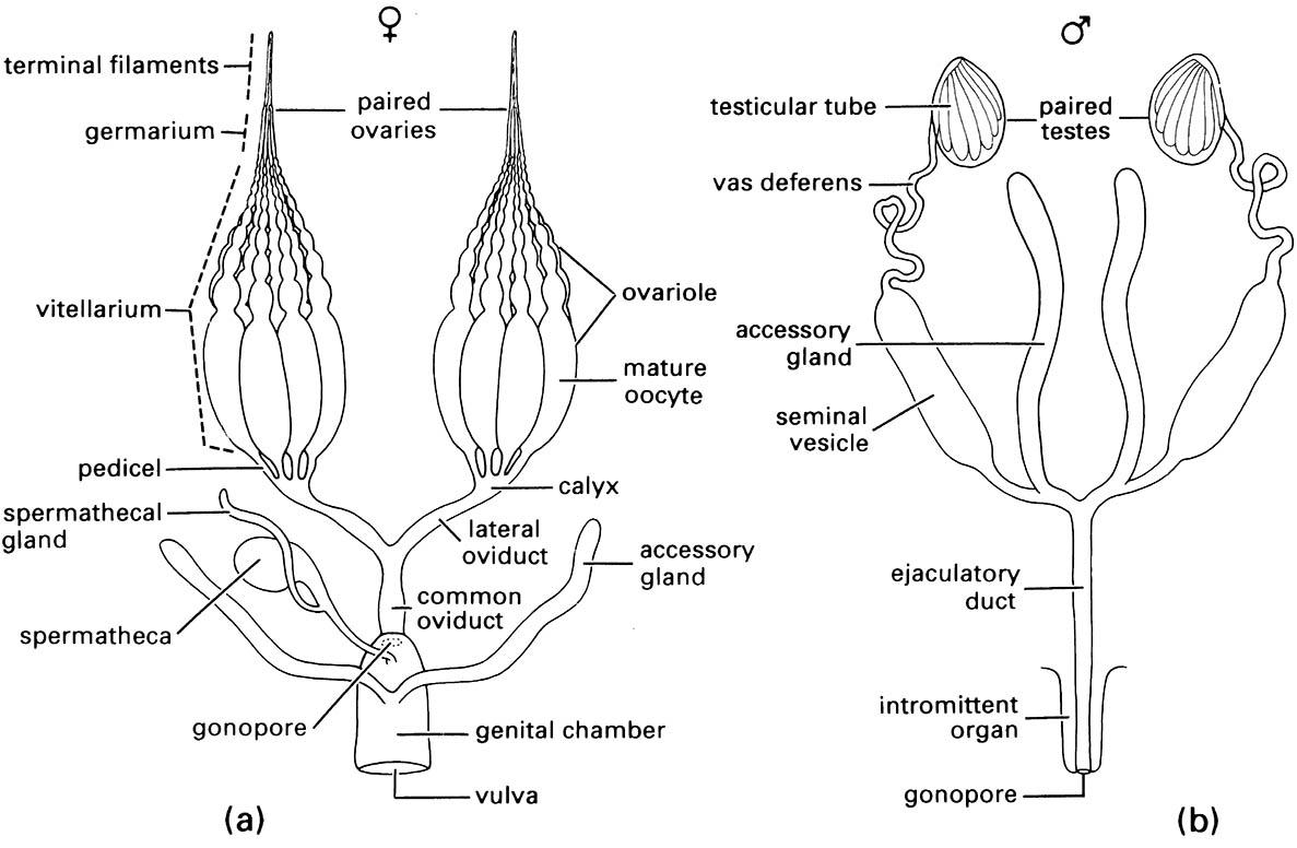 Comparison of generalized (a) female and ( b) male reproductive systems.