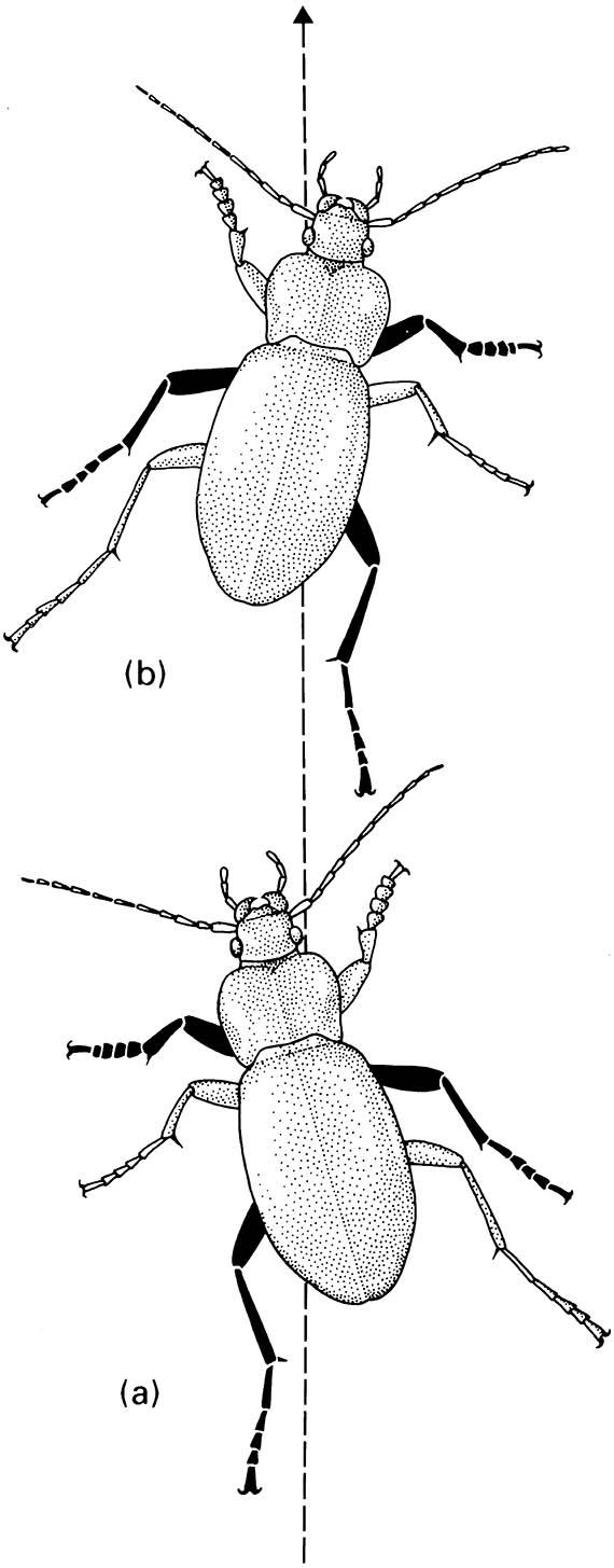 A ground beetle (Coleoptera: Carabidae: Carabus) walking in the direction of the broken line.