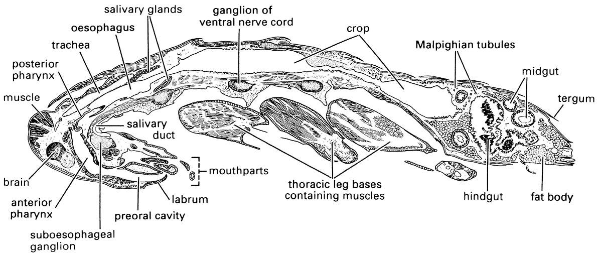 Mediolongitudinal section of an immature cockroach of Periplaneta americana (Blattodea: Blattidae) showing internal organs and tissues.