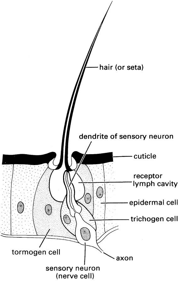 Longitudinal section of a trichoid sensillum showing the arrangement of the three associated cells.