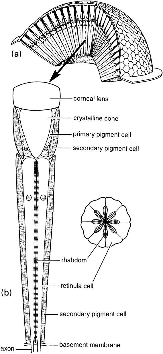 Details of the compound eye: