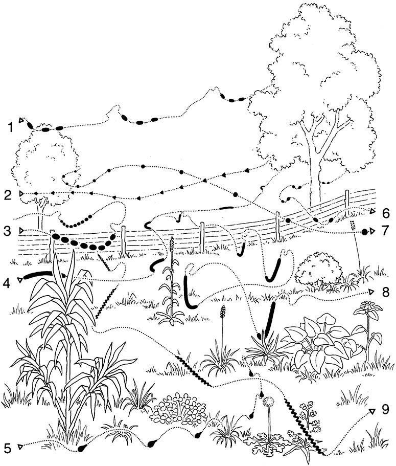 The flash patterns of males of a number of Photinus firefly species (Coleoptera: Lampyridae), each of which generates a distinctive pattern of signals in order to elicit a response from their conspecific females.