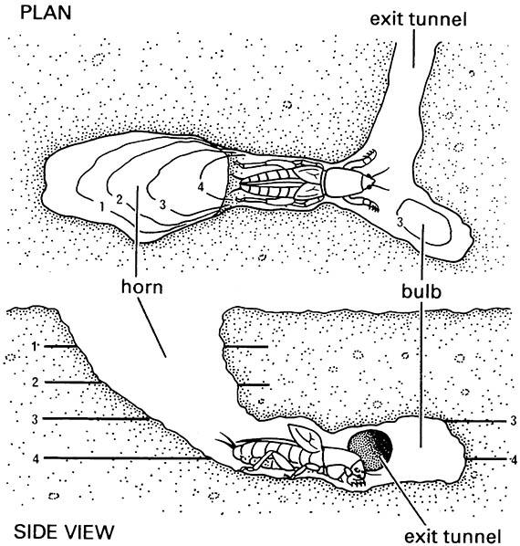 The singing burrow of a mole cricket, Scapteriscus acletus (Orthoptera: Gryllotalpidae), in which the singing male sits with his head in the bulb and tegmina raised across the throat of the horn.