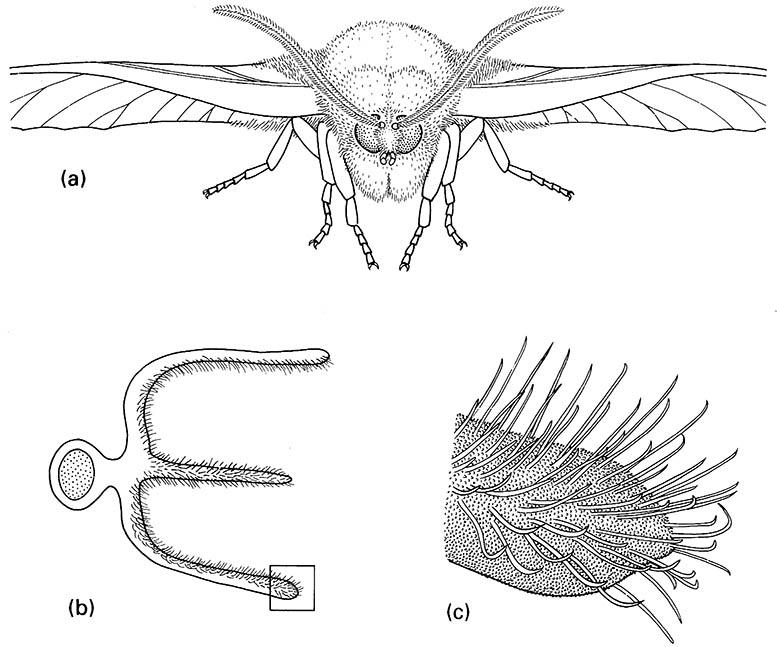 The antennae of a male moth of Trictena atripalpis (Lepidoptera: Hepialidae):