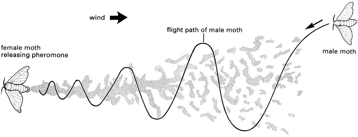 Location of pheromone-emitting female by male moth tacking upwind.