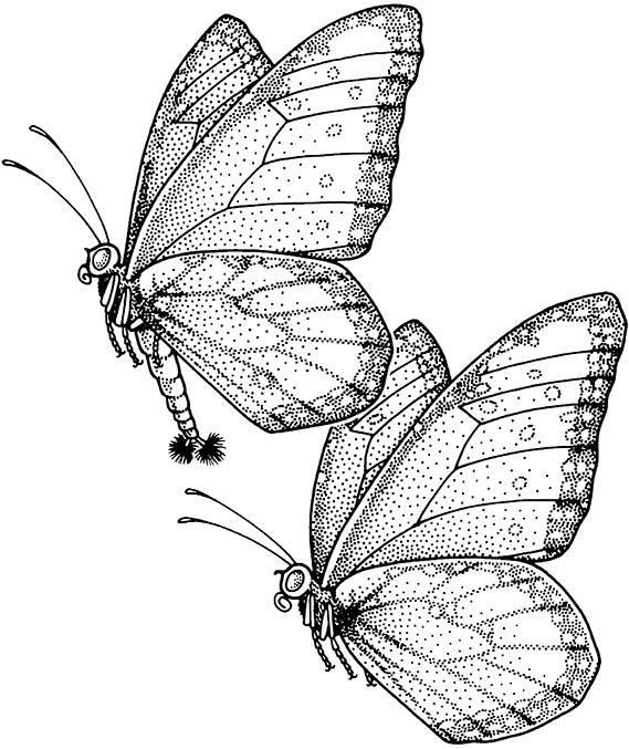 A pair of queen butterflies, Danaus gilippus (Lepidoptera: Nymphalidae: Danainae), showing aerial “hairpencilling” by the male.