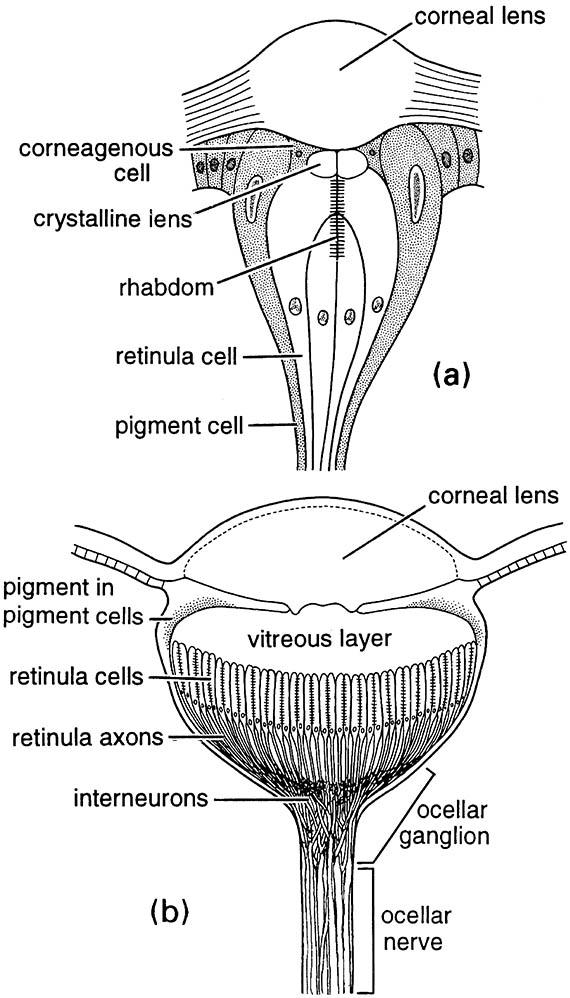 Longitudinal sections through simple eyes: