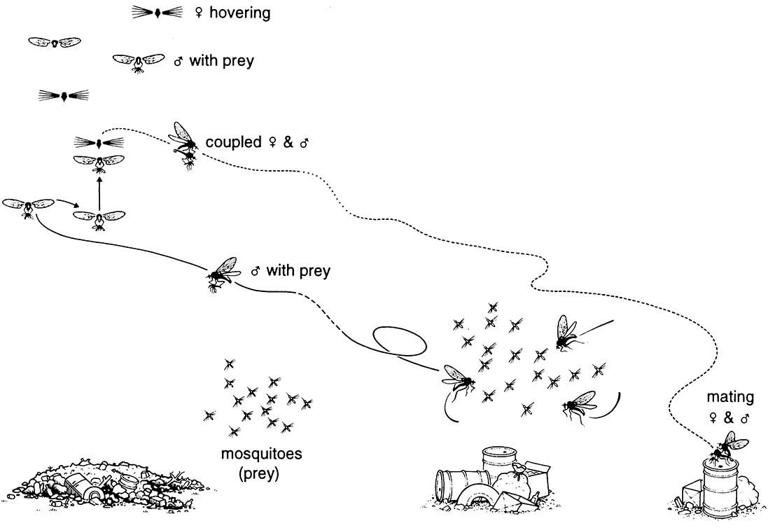 Males of the Arctic fly Rhamphomyia nigrita (Diptera: Empididae) hunt for prey in swarms of Aedes mosquitoes (lower mid-right of drawing) and carry the prey to a specific visual marker of the swarm site (left of drawing).