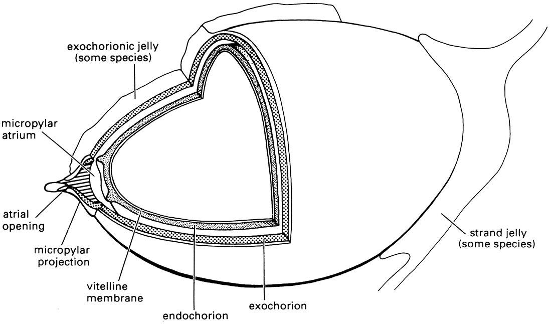 The generalized structure of a libelluloid dragonfly egg (Odonata: Corduliidae, Libellulidae).