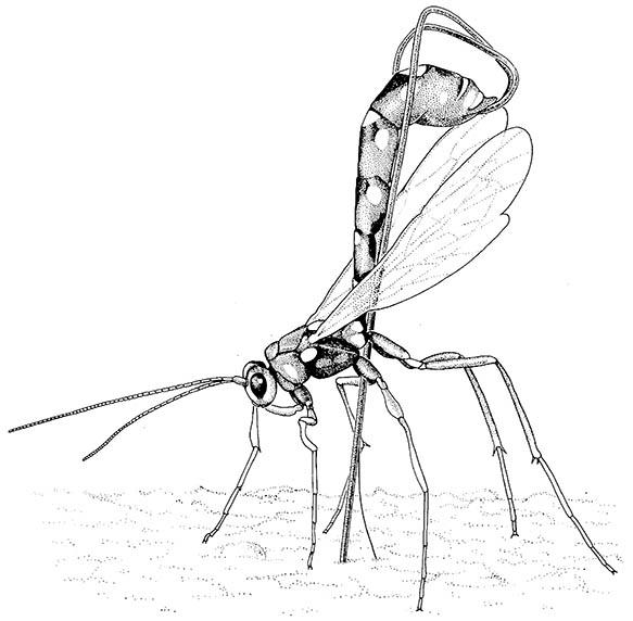 A female of the parasitic wasp Megarhyssa nortoni (Hymenoptera: Ichneumonidae) probing a pine log with her very long ovipositor in search of a larva of the sirex wood wasp, Sirex noctilio (Hymenoptera: Siricidae).