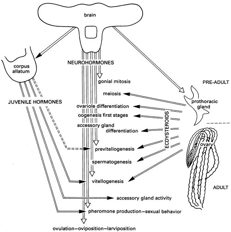 A schematic diagram of the hormonal regulation of reproductive events in insects.