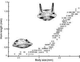 Relationship between length of horn and body size (thorax width) of male scarabs of Onthophagus taurus.