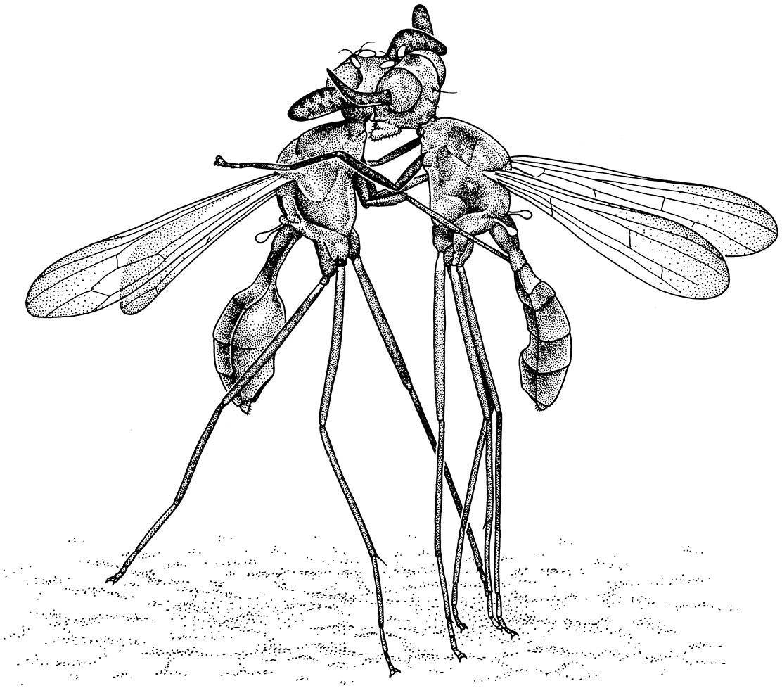 Two males of Phytalmia mouldsi (Diptera: Tephritidae) fighting over access to the oviposition site at the larval substrate visited by females.