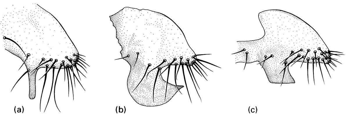 Species-specificity in part of the male genitalia of three sibling species of  Drosophila (Diptera: Drosophilidae).