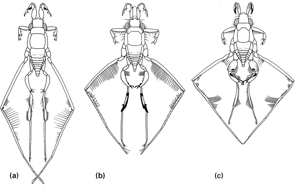 Males of three species of the water-strider genus Rheumatobates, showing species-specific antennal and leg modifications (mostly flexible setae).