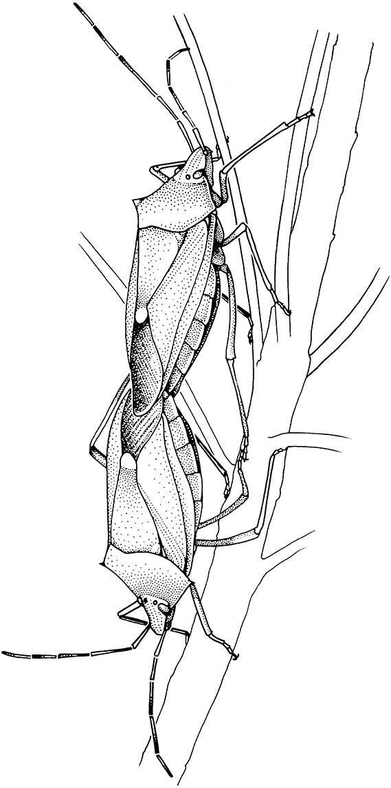 A copulating pair of stink or shield bugs of the genus Poecilometis (Hemiptera: Pentatomidae).