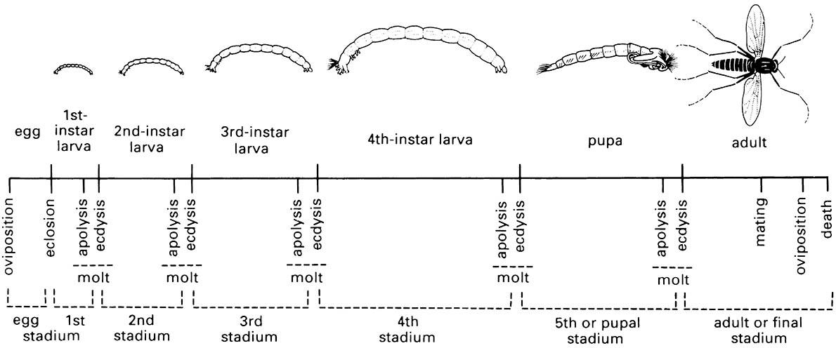 Schematic drawing of the life cycle of a non-biting midge (Diptera: Chironomidae, Chironomus) showing the various events and stages of insect development.