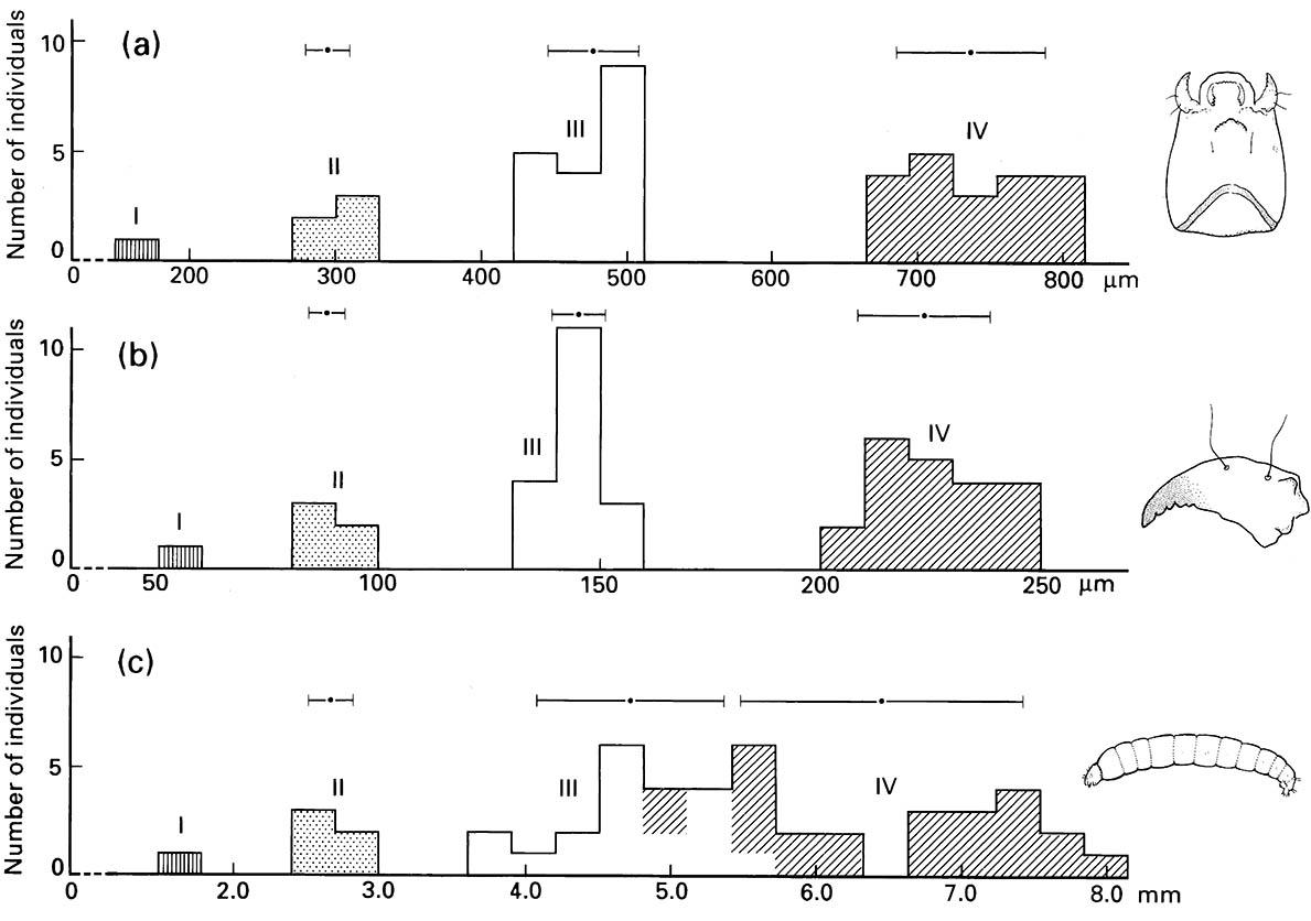 Growth and development in a marine midge, Telmatogeton (Diptera: Chironomidae), showing increases in: