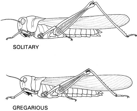 Solitary and gregarious females of the migratory locust, Locusta migratoria (Orthoptera: Acrididae).