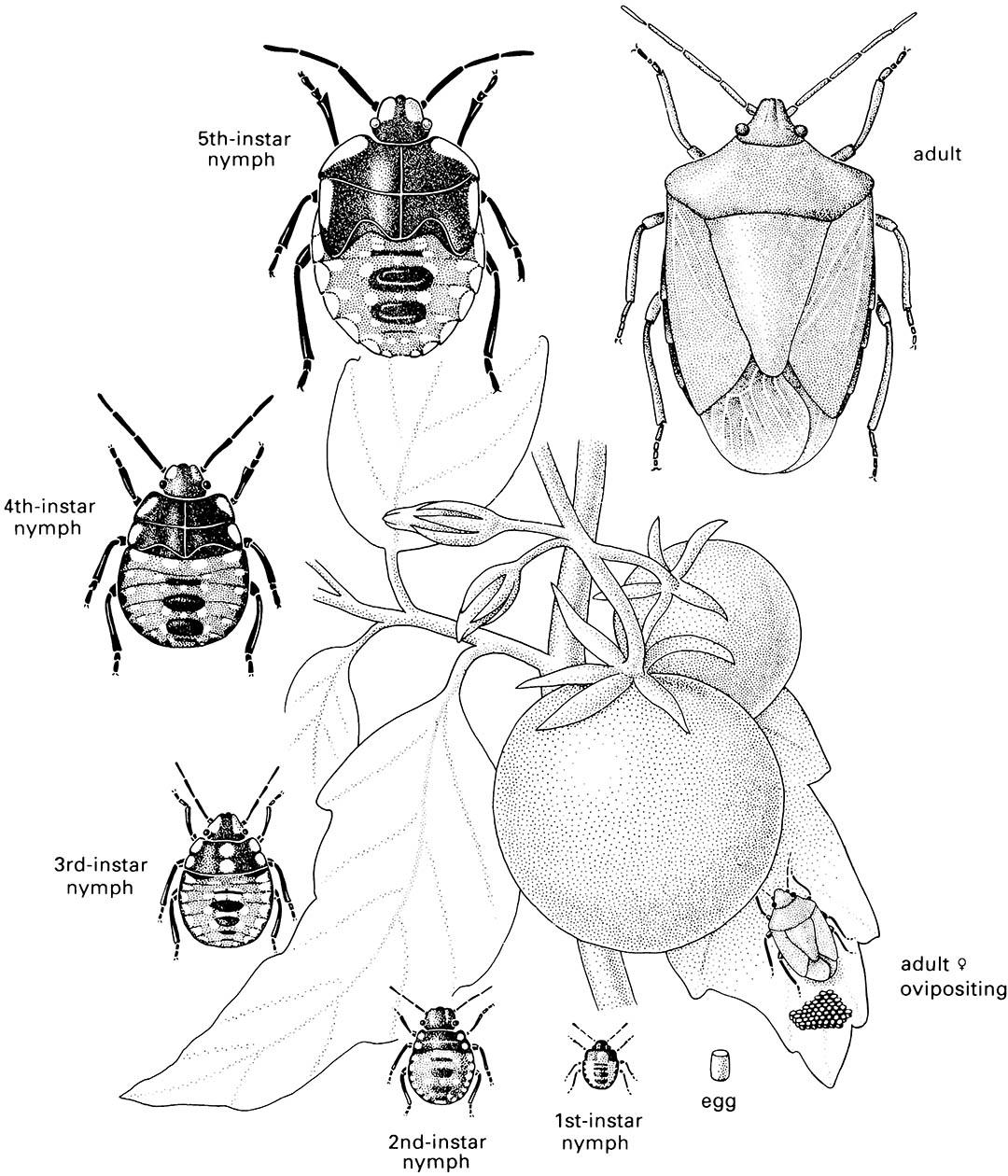 The life cycle of a hemimetabolous insect, the southern green stink bug or green vegetable bug, Nezara viridula (Hemiptera: Pentatomidae), showing the eggs, nymphs of the five instars, and the adult bug on a tomato plant.