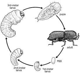 Life cycle of a holometabolous insect, a bark beetle, Ips grandicollis, showing the egg, the three larval instars, the pupa, and the adult beetle.