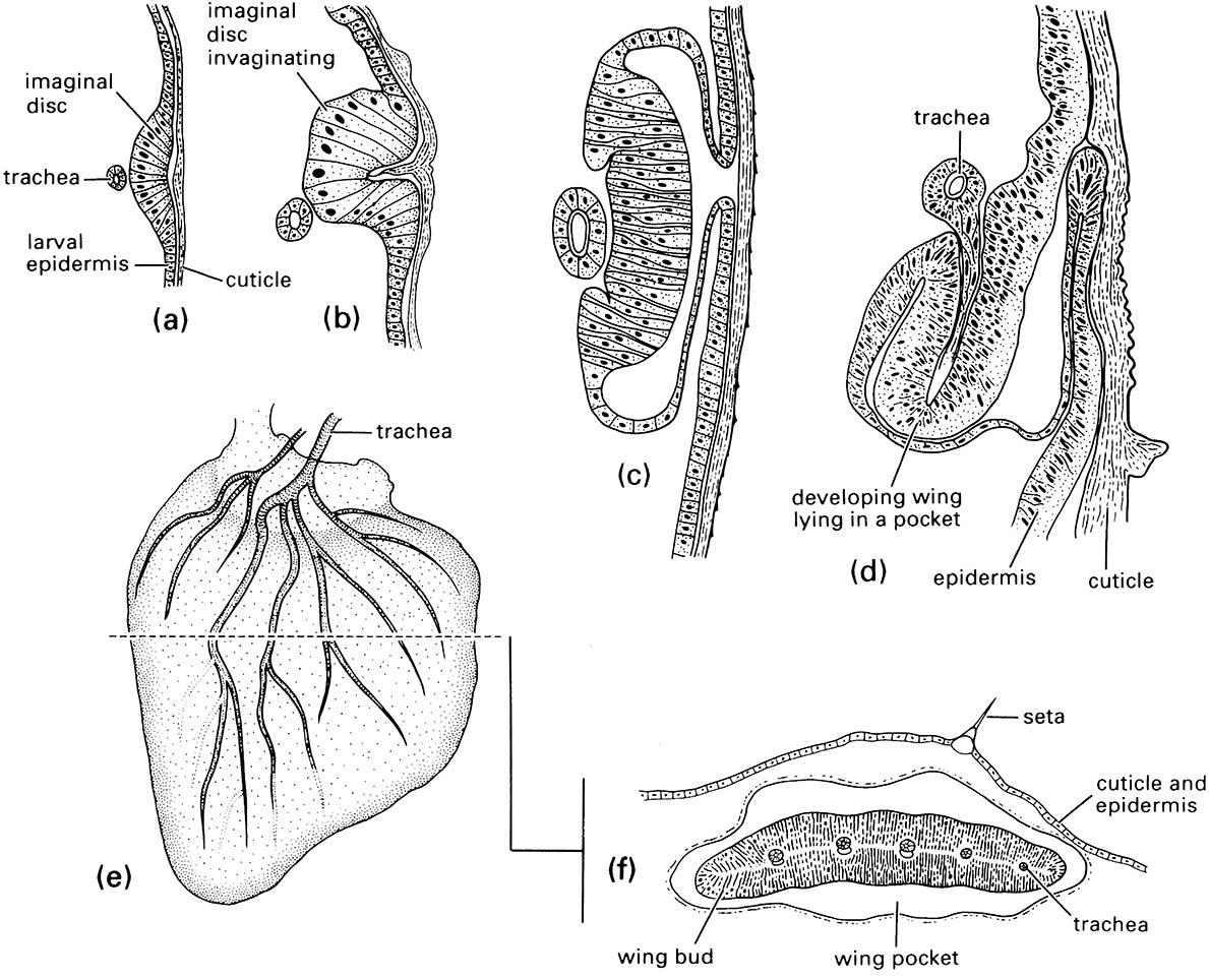 Stages in the development of the wings of the cabbage white or cabbage butterfly, Pieris rapae (Lepidoptera: Pieridae).