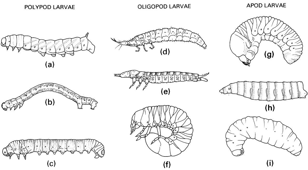 Examples of larval types. Polypod larvae: