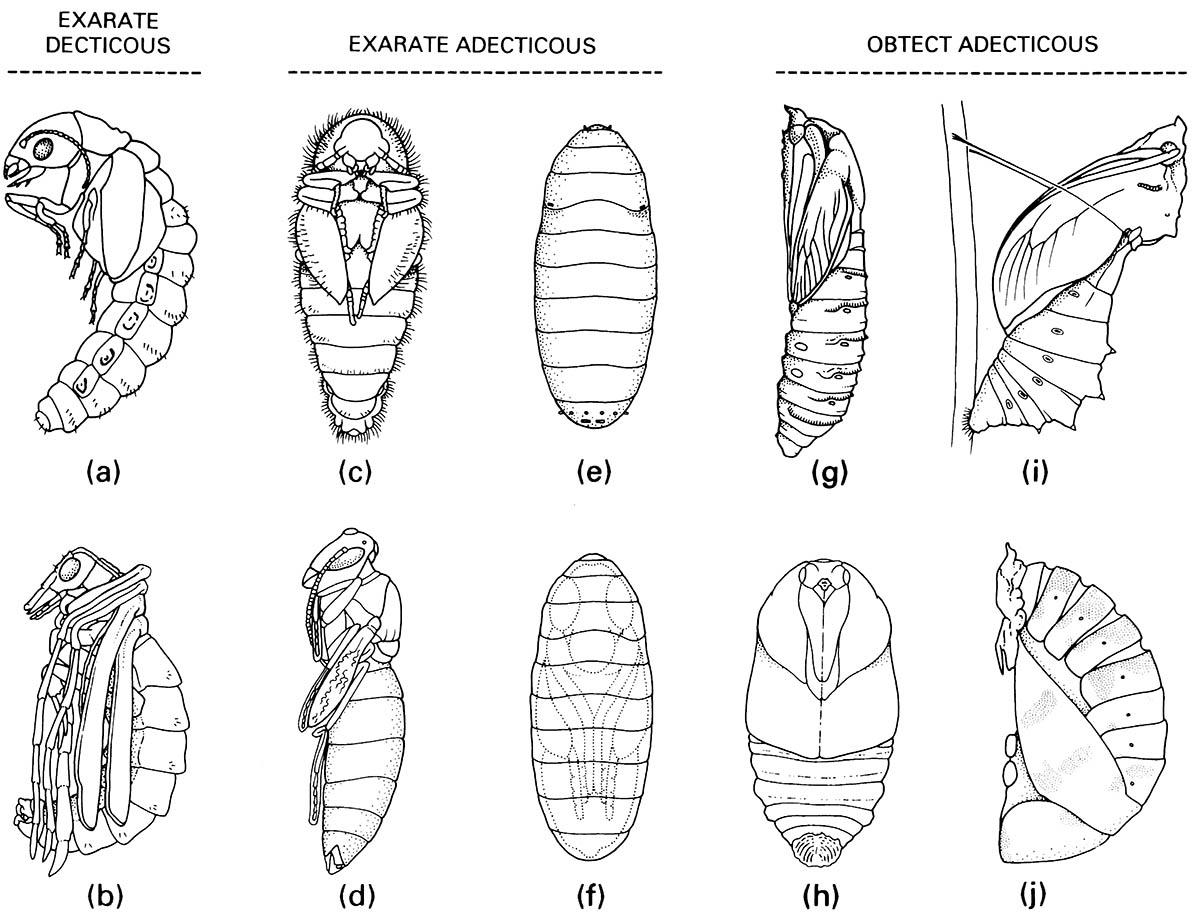 Examples of pupal types.