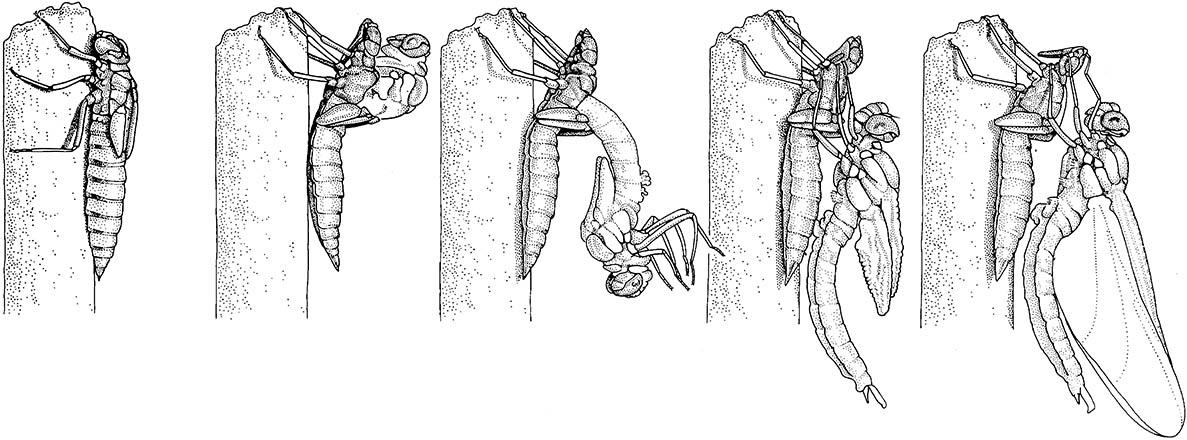 The nymphal-imaginal molt of a male dragonfly of Aeshna cyanea (Odonata: Aeshnidae).