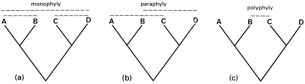 A cladogram showing the relationships of four species, A, B, C, and D, and examples of (a) the three monophyletic groups, (b) two of the four possible (ABC, ABD, ACD, BCD) paraphyletic groups, and (c) one of the four possible (AC, AD, BC, an d BD) polyphyletic groups that could be recognized based on this cladogram.