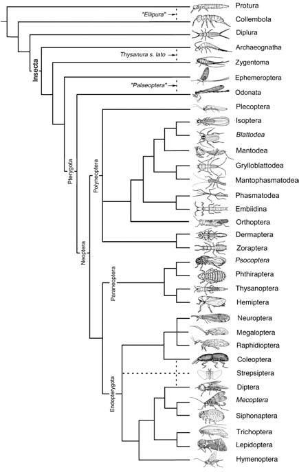 Cladogram of postulated relationships of extant hexapods, based on combined morphological and nucleotide sequence data. Italicized names indicate paraphyletic taxa.