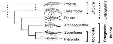 Cladogram of postulated relationships of early-branching hexapod orders, based on morphological data.