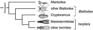 Cladogram of postulated relationships within Dictyoptera, based on combined morphological and nucleotide sequence data.