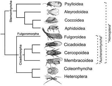 Cladogram of postulated relationships within Hemiptera, based on combined morphological and nucleotide sequence data.