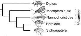 Cladogram of postulated relationships of Antliophora, based on a combination of morphological and nucleotide sequence data.