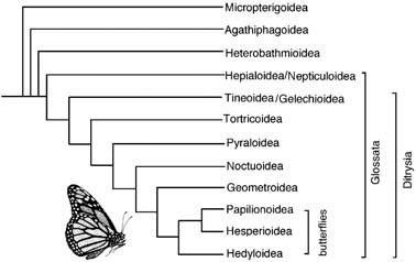 Cladogram of postulated relationships of selected lepidopteran higher taxa, based on morphological data.