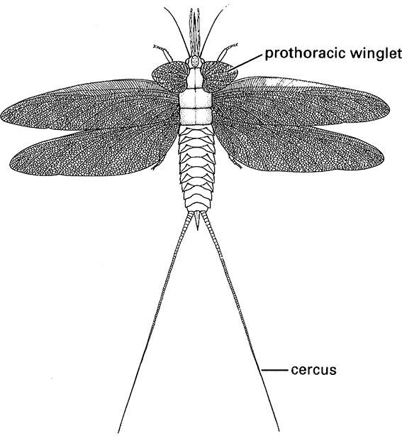 Reconstruction of Stenodictya lobata (Palaeodictyoptera: Dictyoneuridae).