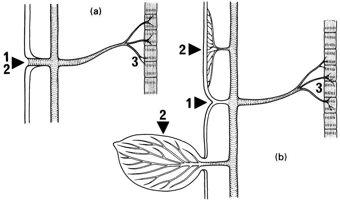 Stylized tracheal system.